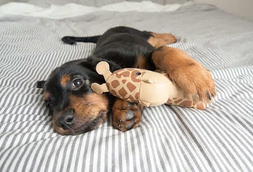 Cute Rottweiler Mix Puppy Sleeping with Toy on Striped White and Gray Sheets on Human Bed Looking at Camera