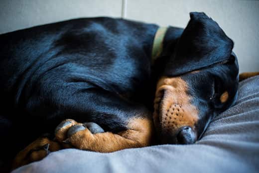 doberman-puppy-asleep-SW Doberman puppy in green collar is sleeping on bed.