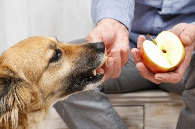  brown dog eating apple