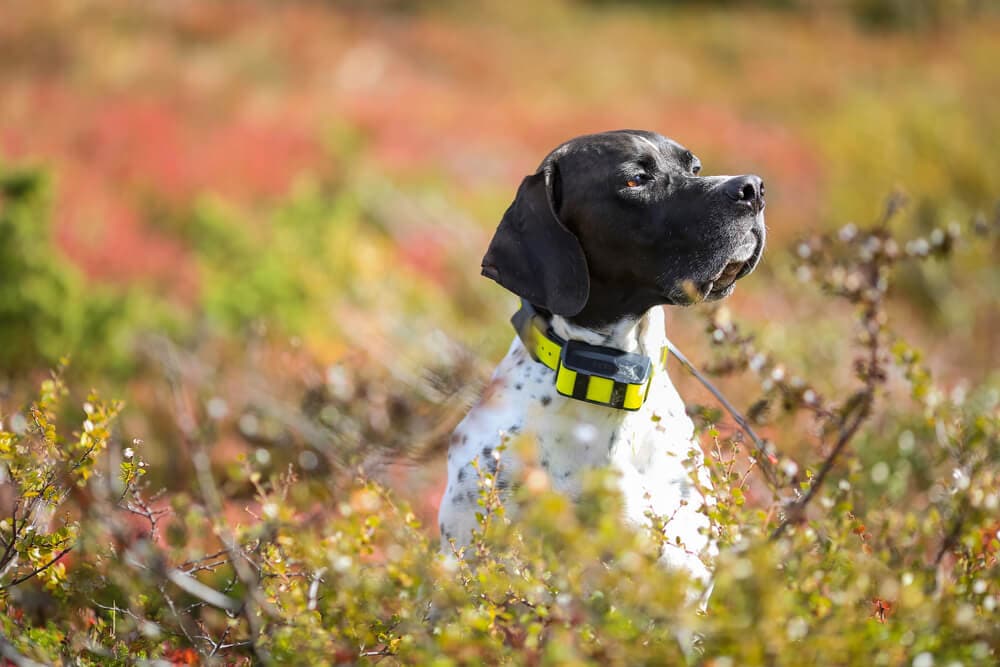 Dog breathing in nature