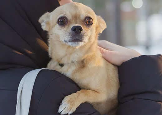 Dog owner holding a beige chihuahua during a winter walk in the park.