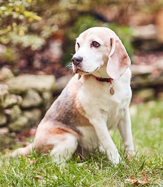Older dog sitting in a yard
