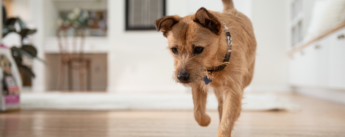 Small Breed Dog running indoors