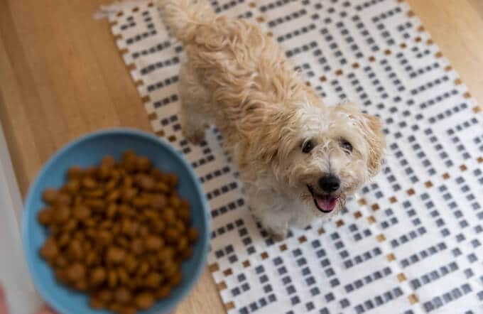 Dog looking up at bowl from kitchen floor 