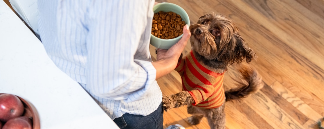 Happy dog waits for dinner