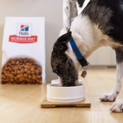 Dog with face in food bowl