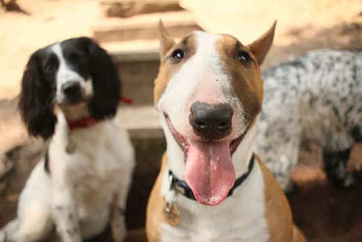 Doggies having fun at doggy daycare!