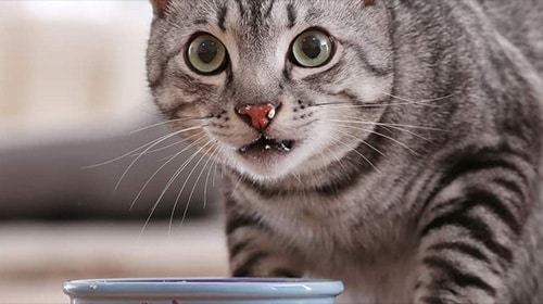Messy cat eating his food