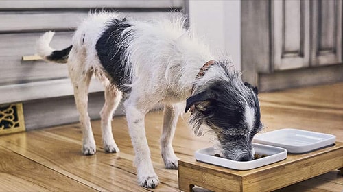 Black and white dog eats food from his bowl