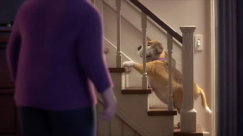 Overweight dog struggling to climb the stairs