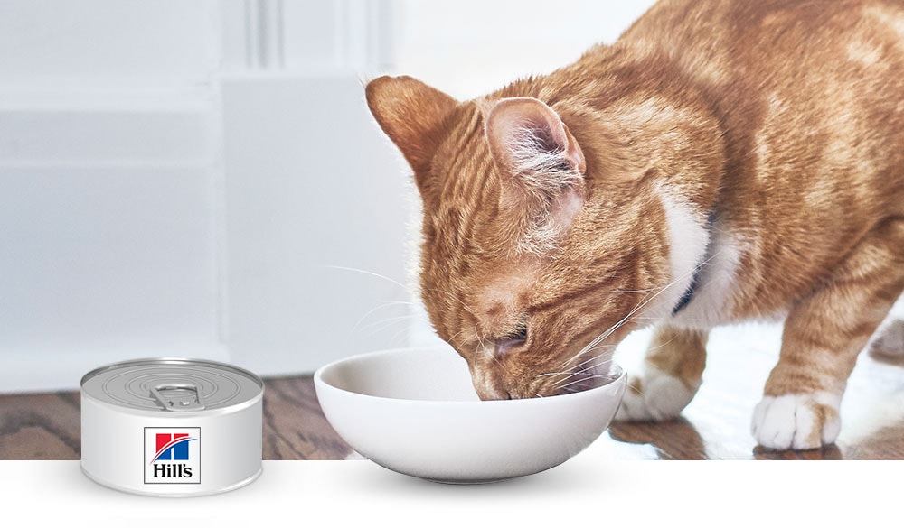 cat eating from bowl with can of wet hill's food on the side