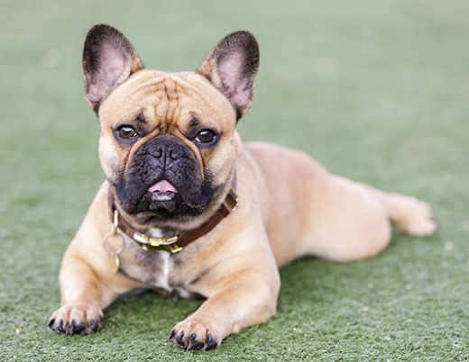 Fawn Puppy French Bulldog Lying Down with Open Mouth and Looking with Curiosity. 