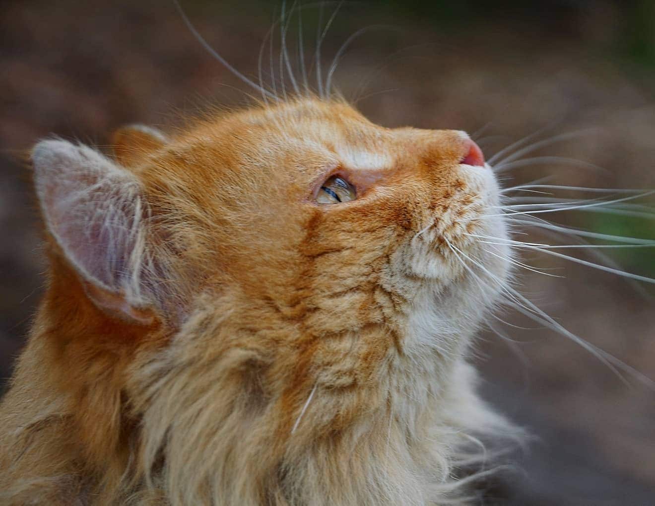 Head of a ginger cat looking up