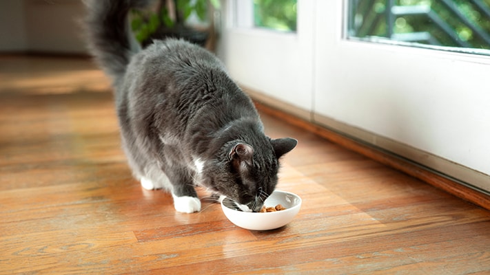 A gray cat eating on the floor