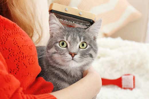 A woman in wearing red brushes a gray striped cat with big green eyes looking toward camera.