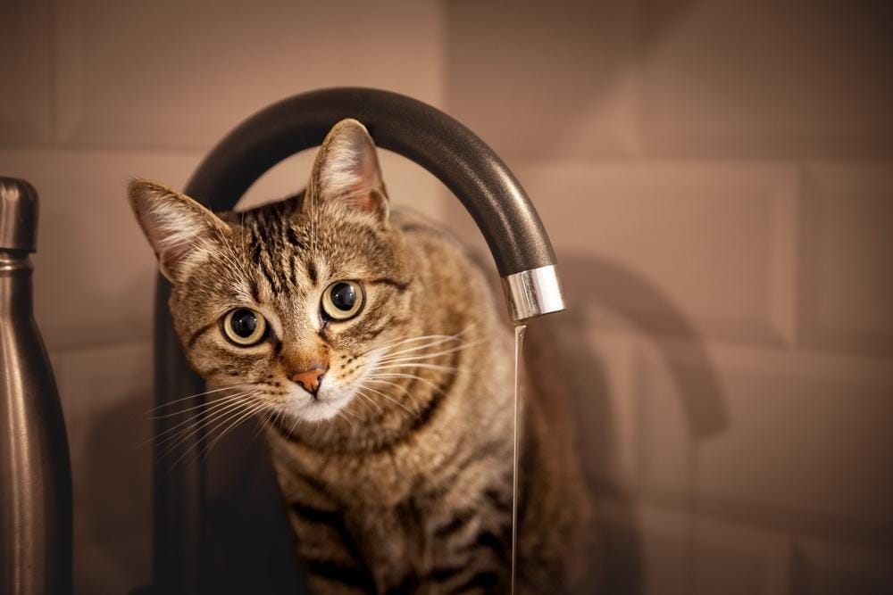 gray cat under a faucet 