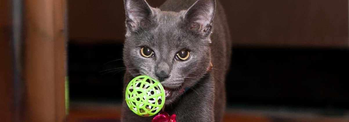 Domestic Cat Carrying A Ball As Though He Were A Dog