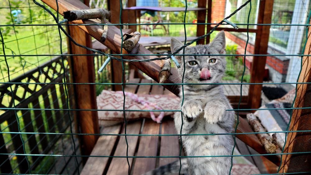 A gray kitten is climbing inside a catio