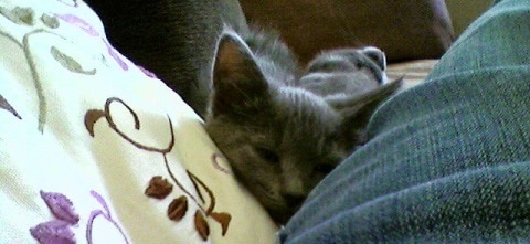 gray kitten snuggling with pet parent on the couch