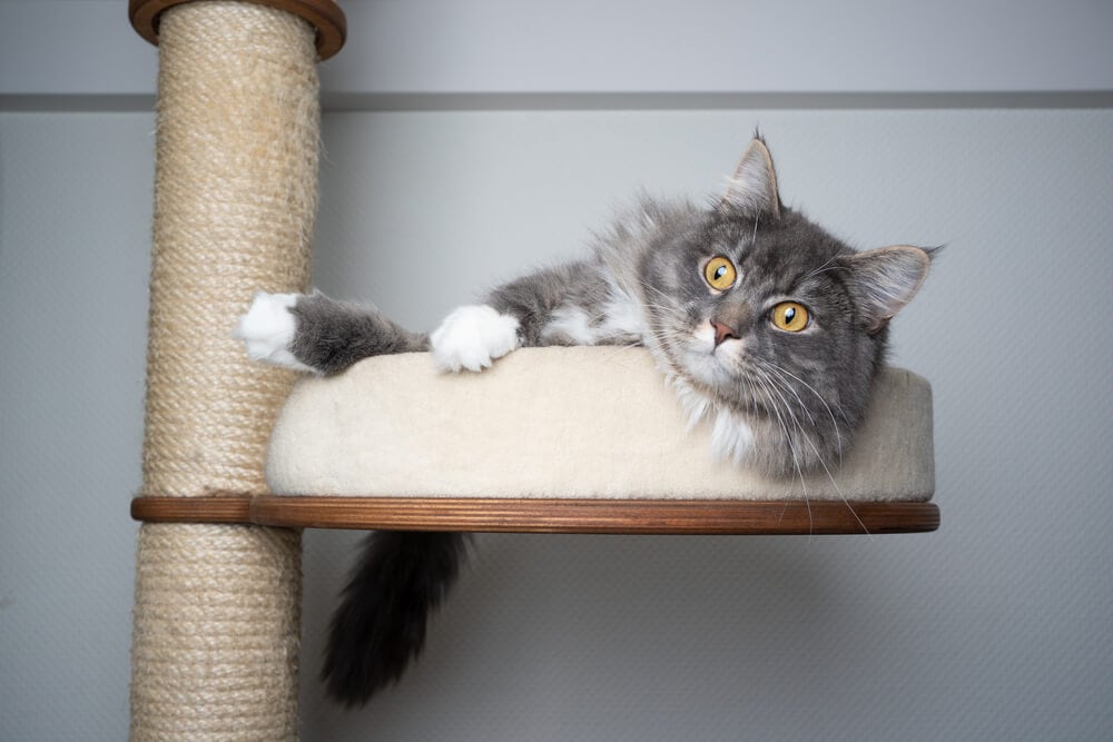 gray-white-maine-coon