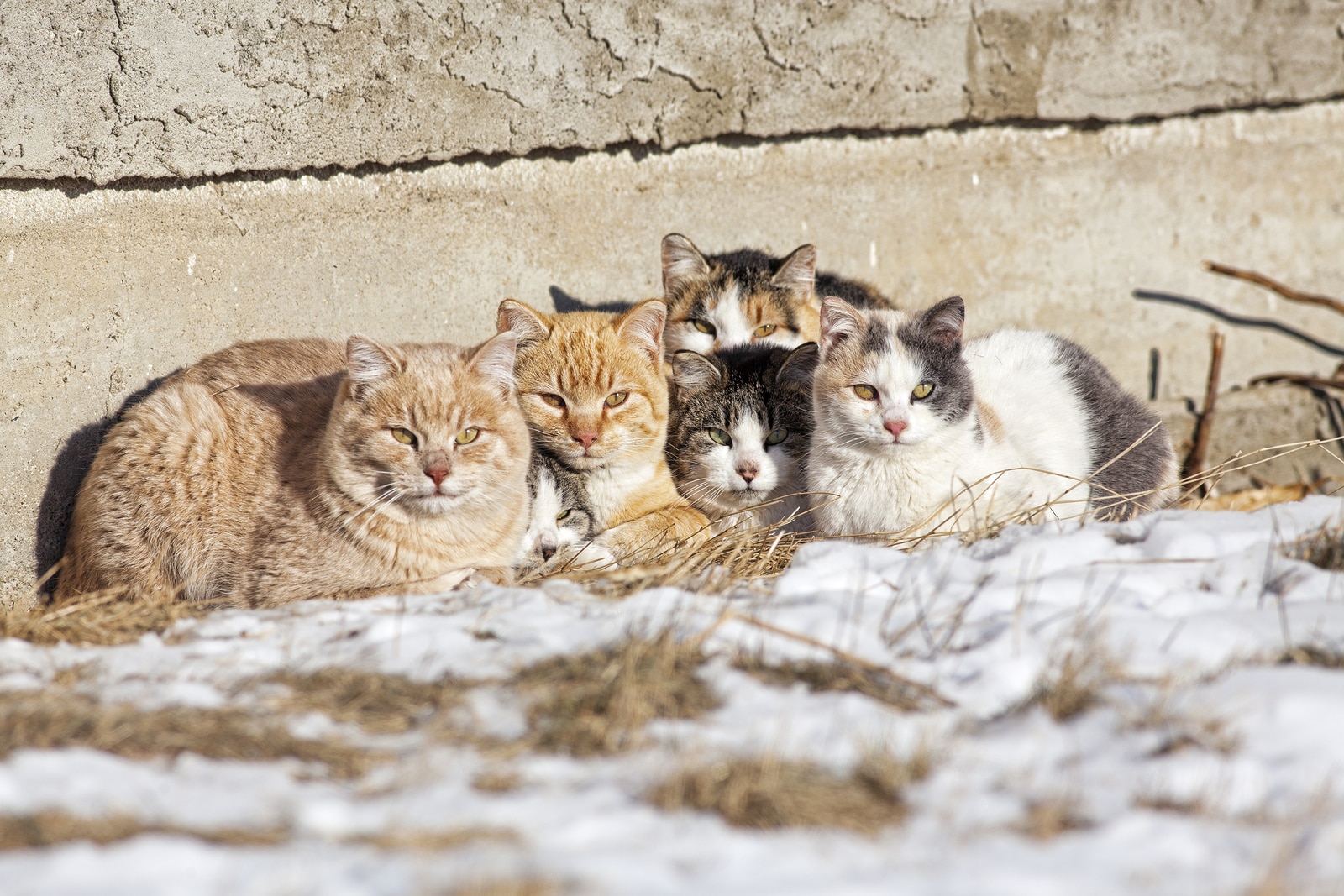 A group of feral cats huddled together to keep warm near the wall of an old abandoned home. Taken during -28C weather.** Note: Shallow depth of field