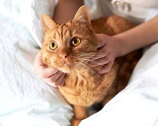 Orange cat staring off into the distance