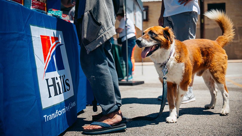 Dog with hills logo
