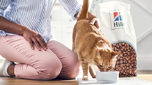 cat eating
