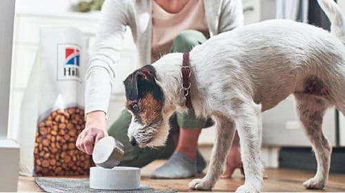 dog eating