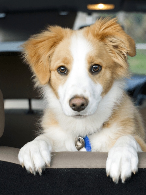 Puppy