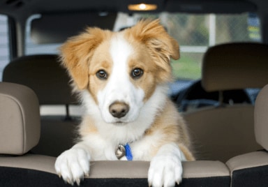 Puppy