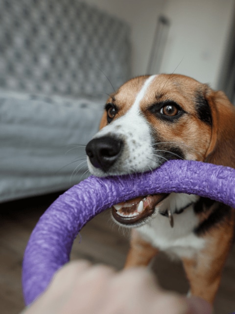 dog with ring