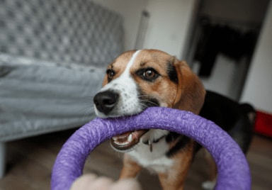 dog with ring