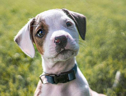 A puppy with a collar