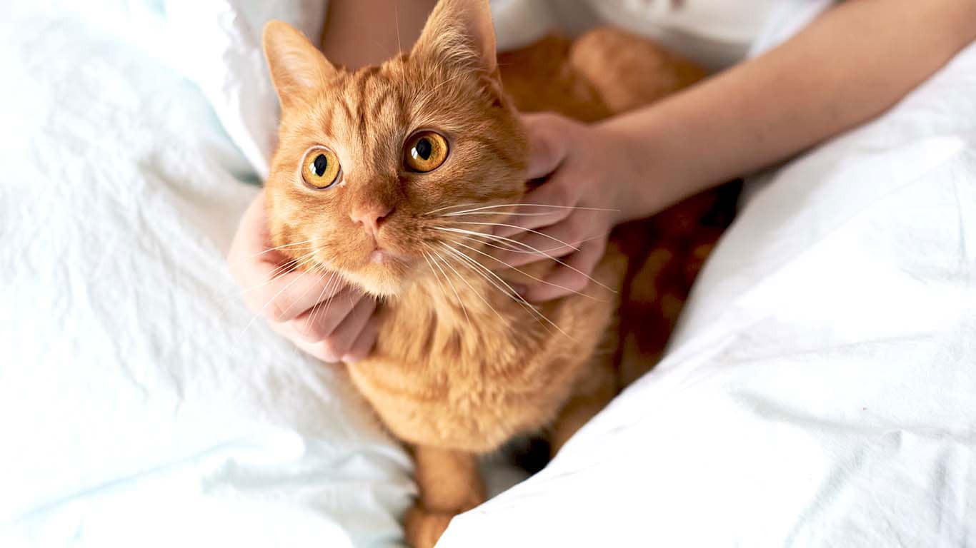 Cat Breeds