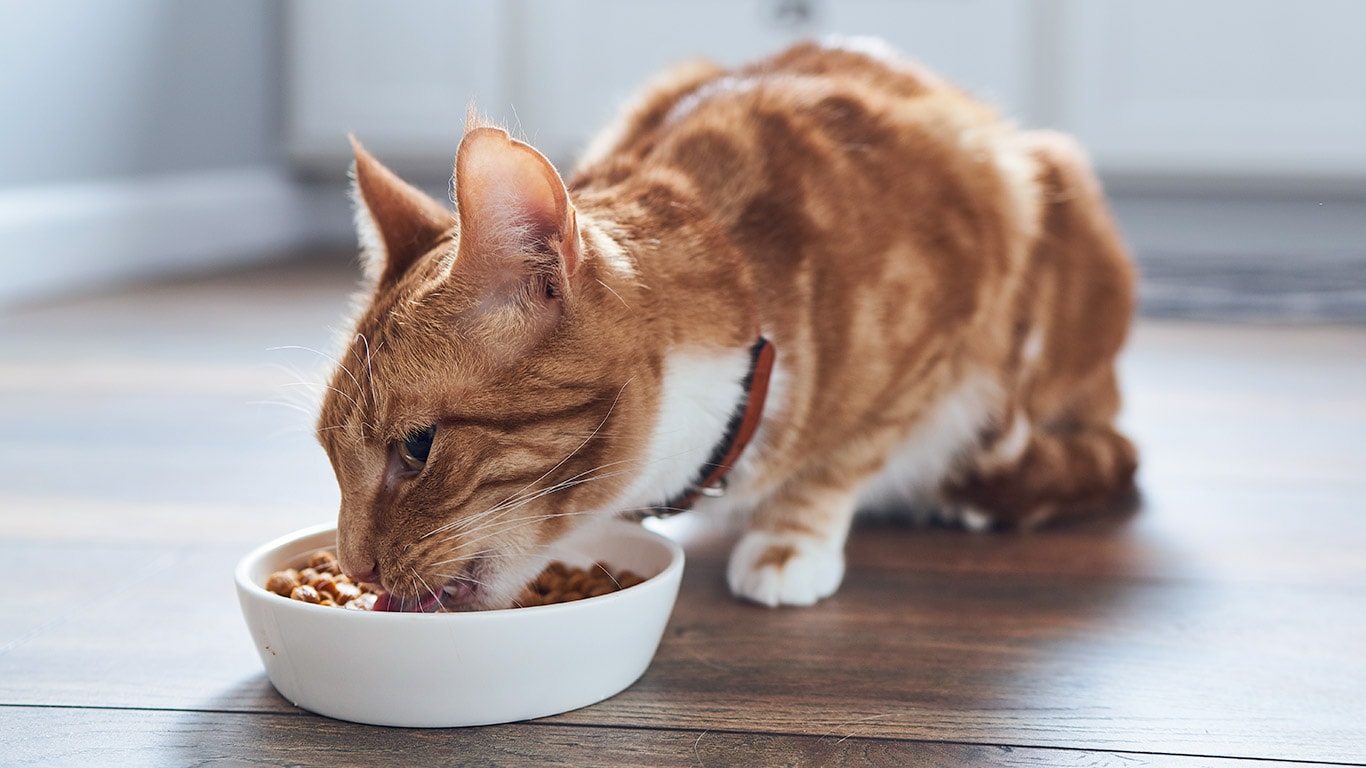 Nutrition & Feeding