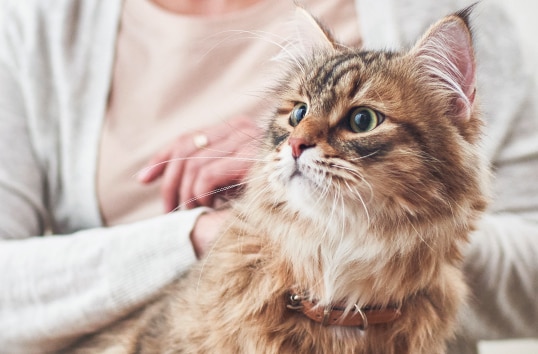 Cat looking slightly cross-eyed with owner behind it