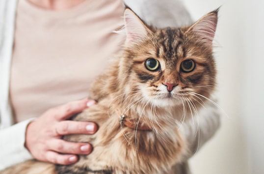 Cat looking slightly irritated at camera