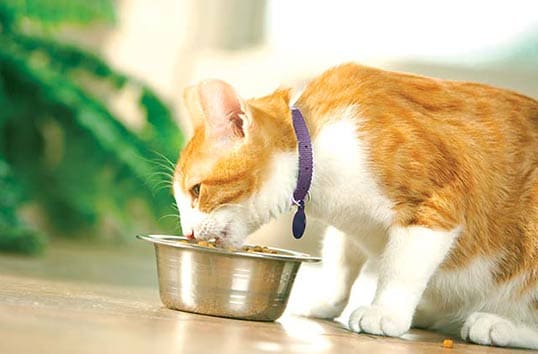 Orange cat eats food