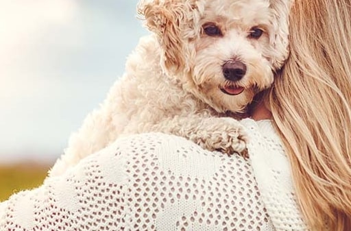 Fluffy dog on owner's shoulder