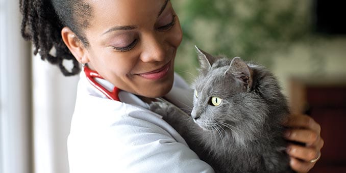 A veterinarian holds a gray cat. A veterinarian holds a gray cat.