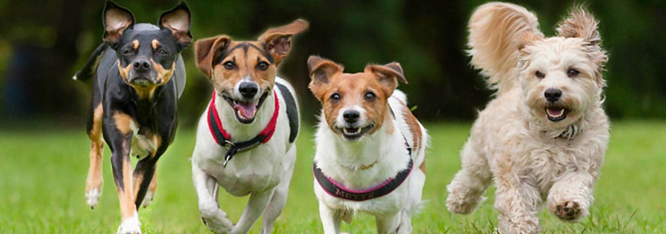 Dogs running