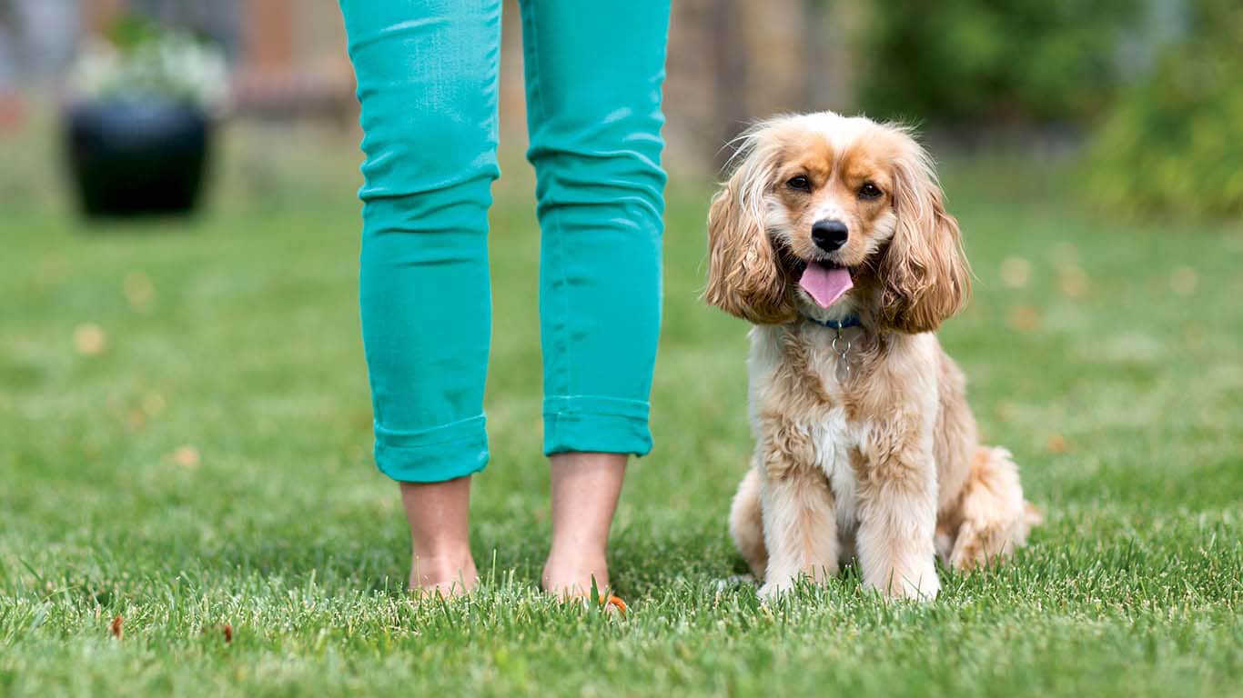 Dog Breeds