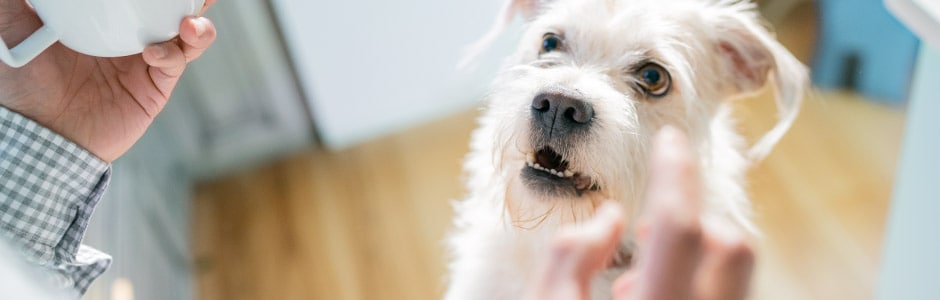 Photo of dog looking up at owner