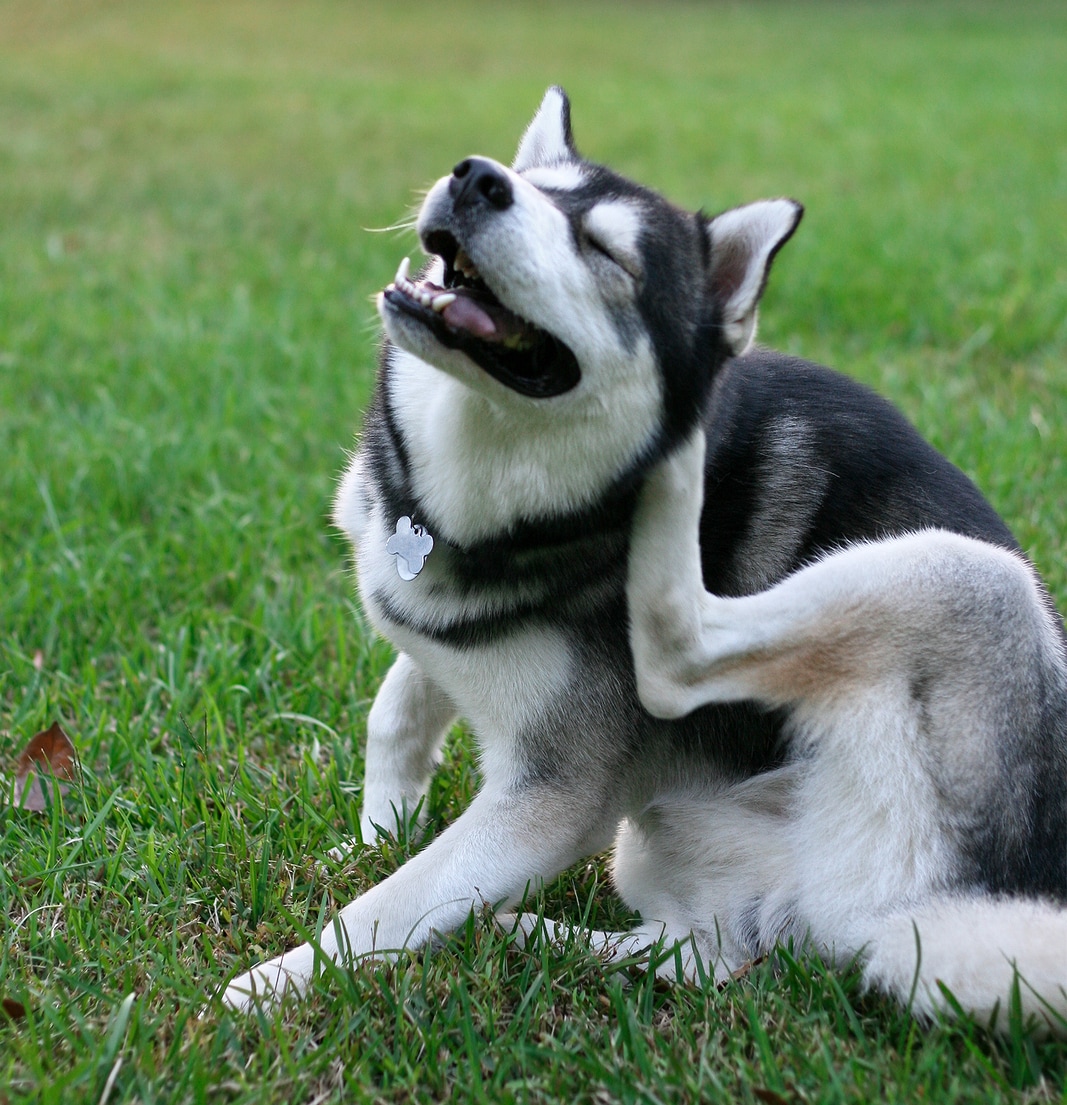 Siberian Husky scratches fleas in the yard