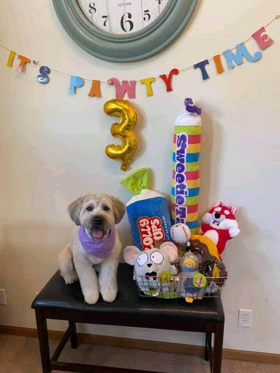  Dog with gifs