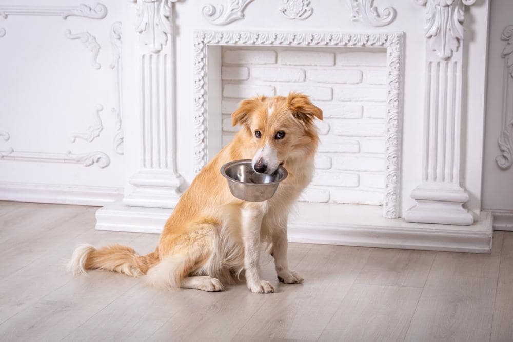 dog asking for food with a bowl