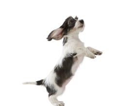 Dog image