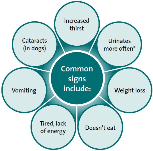Canine diabetes