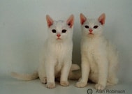 The American Wirehair Cat Breed